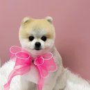 댕바이댕(DANG BY DANG) 이미지