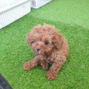 브리더독 이미지