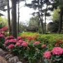 신천코지 이미지