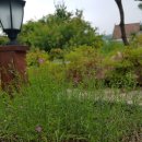 라마리차 이미지