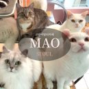 마오카페(MAO CAFE) | [서울] 홍대고양이 홍대데이트추천!고양이랑 플스를 함께 즐길 수 있는 고양이멀티카페 ‘마오(MAO)’