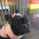 단디프렌치 이미지