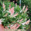 가치농원