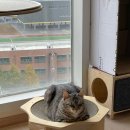 펫몽 | [고양이 스크래쳐 추천] 펫몽 고양이 스크래쳐 후기