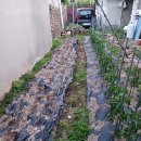 일월이용소 Daum카페