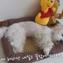 허그멍 네이버블로그