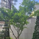 해길 | 청단풍 첫인상 관찰 포인트 식물학적 잎 색 변화에 대해