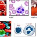 세포에 영양분을 날라주는 혈액 이미지