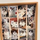 랙돌카페냐옹 이미지