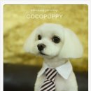 코코 펫 미용 이미지