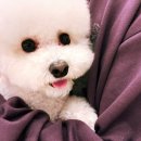 몽몽이애견 이미지