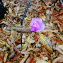 어사 박문수 테마길 | 천안 걷기 - 어사 박문수 테마길 (feat.은석산)