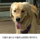 멍멍이 미용실 이미지