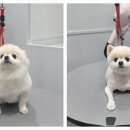 포메른 펫살롱 이미지