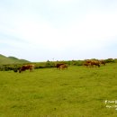 청조목장 이미지