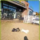 주주애견 이미지