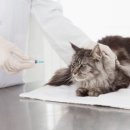 햇빛 동물병원 이미지