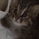 고양이별 캣 카페 이미지