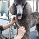 반려견,반려묘를 위한 반려동물관리사 | 한국반려동물아카데미 – 반려동물 시대의 새로운 교육 플랫폼 완전 분석