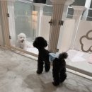 봉봉애견 이미지