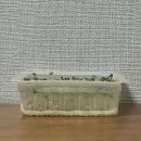 새싹마트 | 다이소 새싹비타민채 키우기 일주일 프로젝트