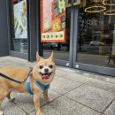 케어덴 동물치과&내과병원 이미지