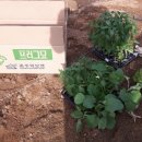 분천농장 이미지