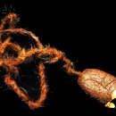 Pacific BUBBLES 이미지