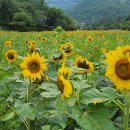 태백농원 이미지