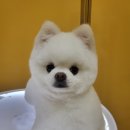 강아지 미용실 이미지