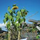 신진마을회관 이미지