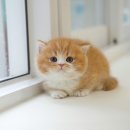 왕발고양이