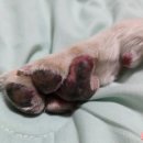 남현댕 애견미용 이미지