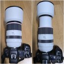 (주)수야펫코리아 | 스타카메라 // 캐논RF70-200mm F2.8 L IS USM 렌즈구매 사용후기 //하양경관농업단지(대부잠수교)장미꽃