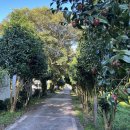 제주올레카라반 & 캠핑 이미지