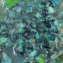 다슬기,올갱이해장국 이미지