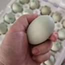 통일청란 이미지