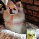 온앤오프(ON&OFF) | 영종도 강아지 동반 카페 ‘온앤오프’ 방문후기｜실내동반·유모차 가능·크리스마스 분위기 최고!