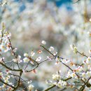 원동마을길 이미지