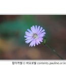 [매일복음(나해) 15-01-09] – “주님께서는 하고자 하시면 저를 깨끗하게 하실 수 있습니다.”…“내가 하고자 하니 깨끗하게 되어라."(루카 5,12-16) 이미지