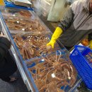 기장시장대게 이미지