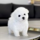 비욘멍멍 | 하남애견분양 프리미엄 펫샵으로
