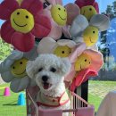 겨우리애견 이미지