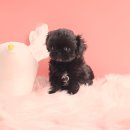 예쁜강아지 이미지