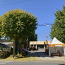 군남 은행나무 이미지