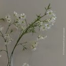 (주)가온앤 | [대구 웨딩 스냅] 대구 경산 로터스101 아이폰스냅 온앤오프스냅 후기