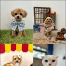 위드뚜뚜 이미지