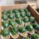 게임박스 | [우드박스 비건케이터링 후기] 게임 소프트웨어 개발 및 공급업체 옥토포 내부행사