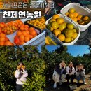 분동농장4 | 제주도 서귀포 중문 귤따기 체험 1만원 가성비 천제연농원