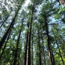 숲속의평창 이미지